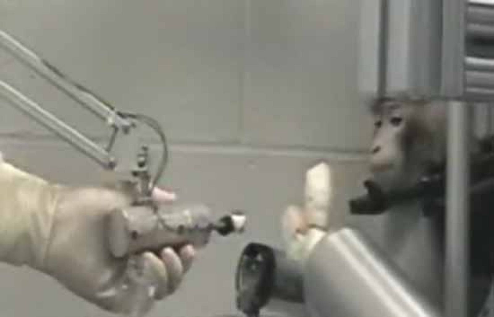 Un mono mueve un brazo biónico - Ciencia y tecnología en Rtve.es | Ver