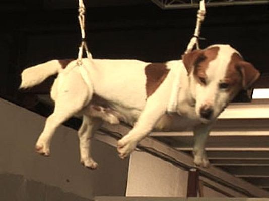  - Lobos de Arga: Ramses, otro de los protagonistas de la película