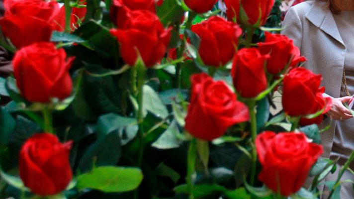 Telediario 1 - Este San Jordi se venderán un millón menos de rosas