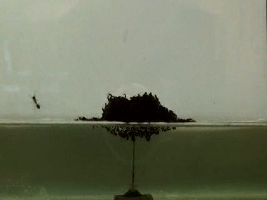 Ciencia y tecnología en Rtve.es - Las hormigas se unen para flotar en el agua