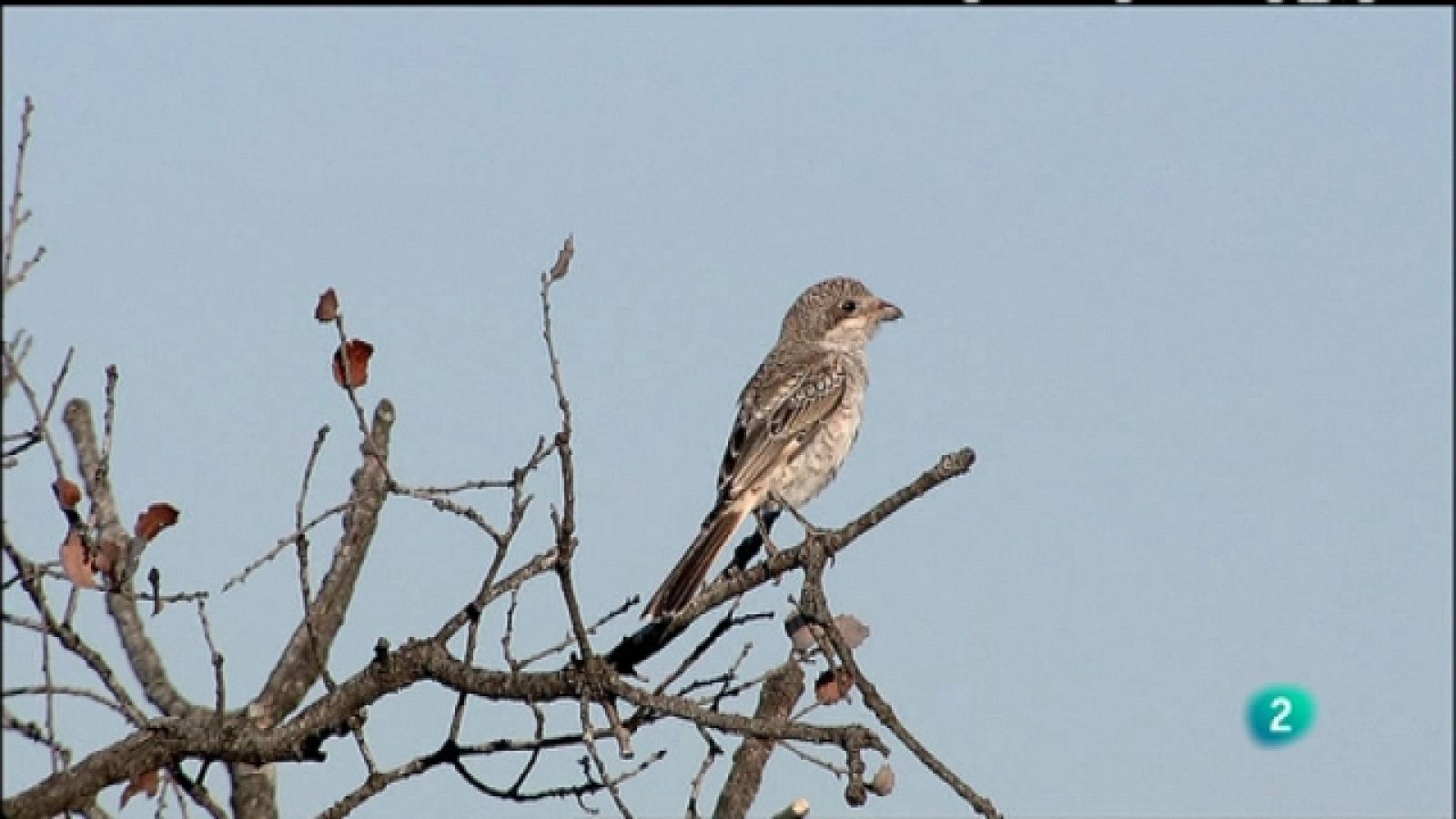 Biodiario - 26/04/11 - Ver ahora