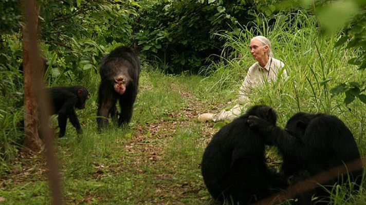 Cultura en Rtve.es - Tráiler de 'El viaje de Jane'