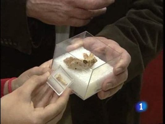 Ciencia y tecnología en Rtve.es - Una mandíbula de Atapuerca puede desestabilizar las bases de la evolución humana