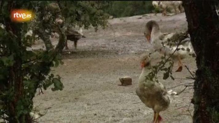 Crónicas - El ganso ibérico, un animal fuerte