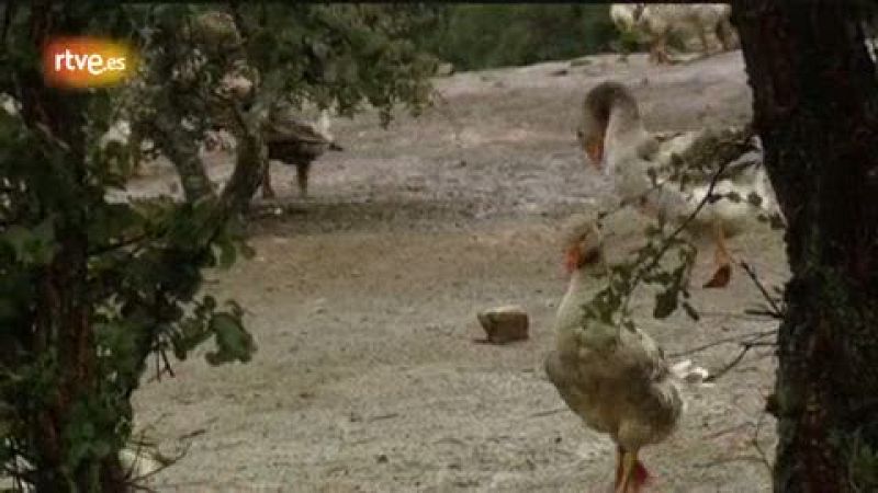 El ganso ibérico, un animal fuerte y duro