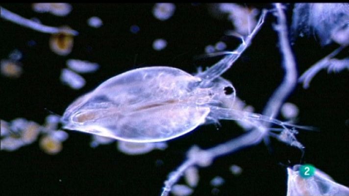 La aventura del Saber - La aventura del saber - 02/05/11