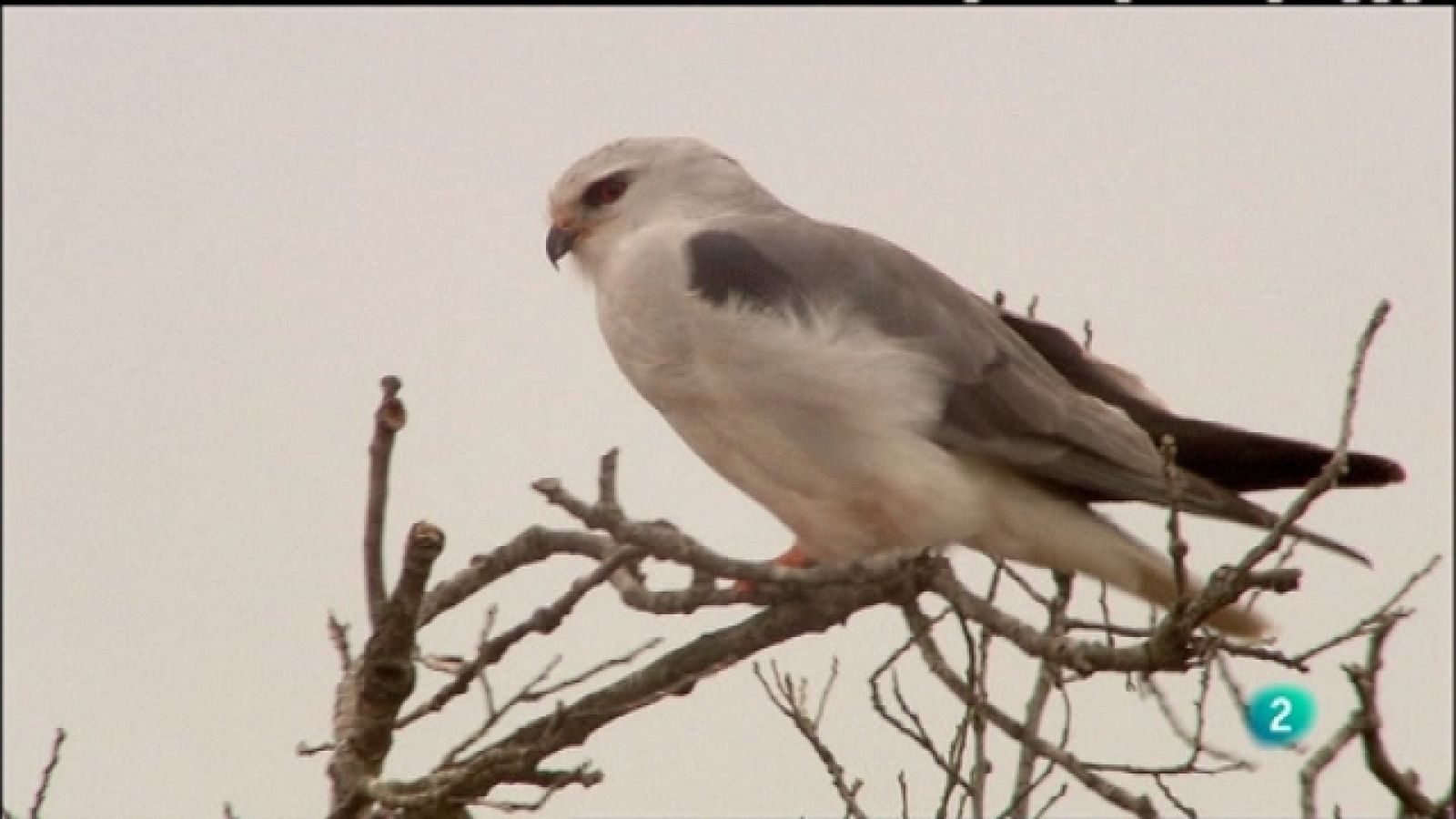 Biodiario - 02/05/11 - Ver ahora