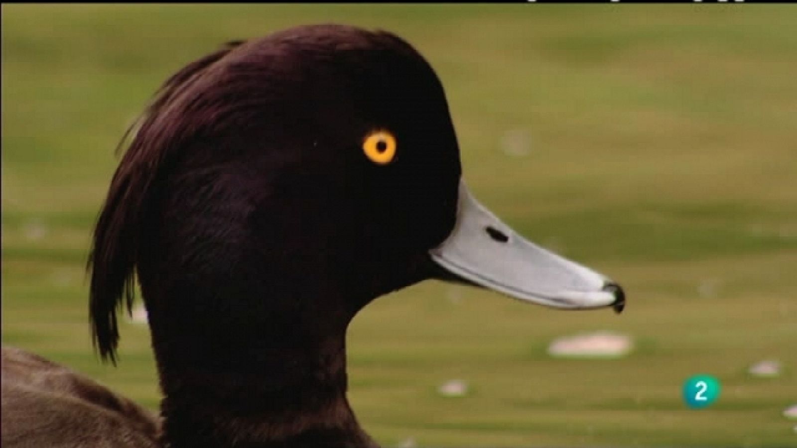 Biodiario - 04/05/11 - Ver ahora