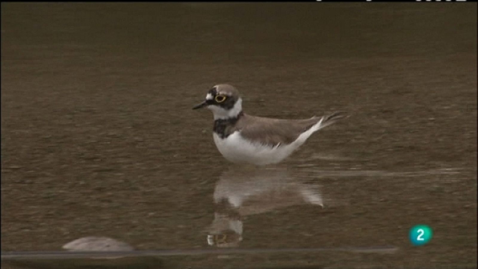 Biodiario - 05/05/11 - Ver ahora
