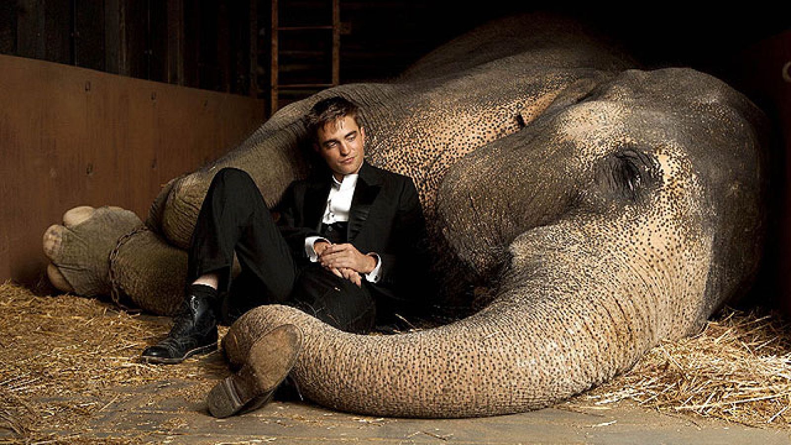 Elefantes, sicarios, exorcismos y cine X se juntan en una ecléctica cartelera