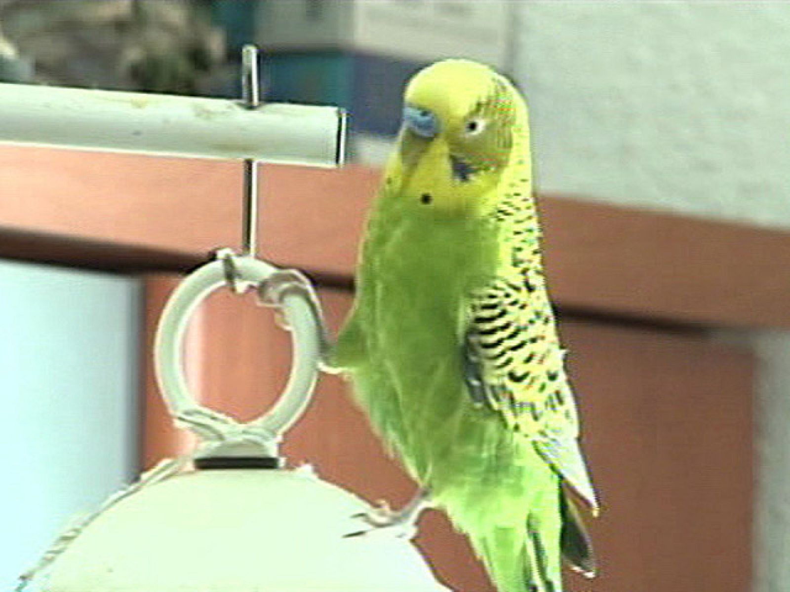 España Directo - El periquito parlanchín