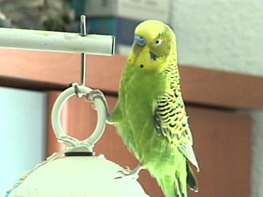 España Directo - El periquito parlanchín