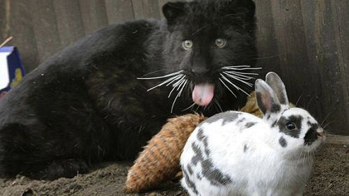 On Off - La extraña pareja