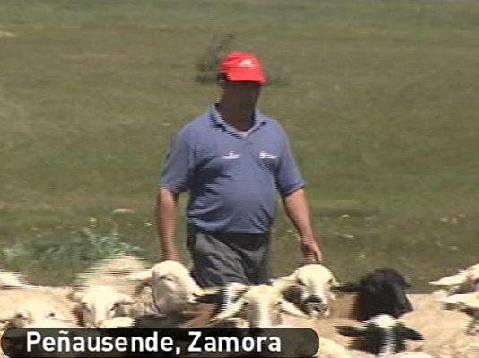 España Directo - Hartos de los lobos