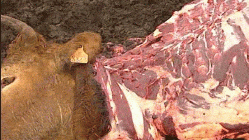 "Comer animales" de Jonathan Safran Foer - La 2 Noticias | Ver