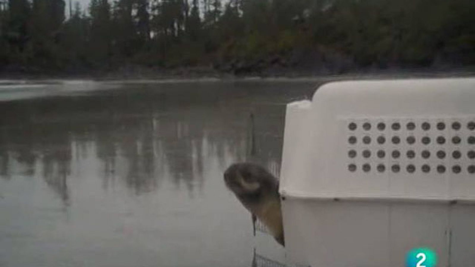 Una foca vuelve a su hábitat - La 2 Noticias | Ver