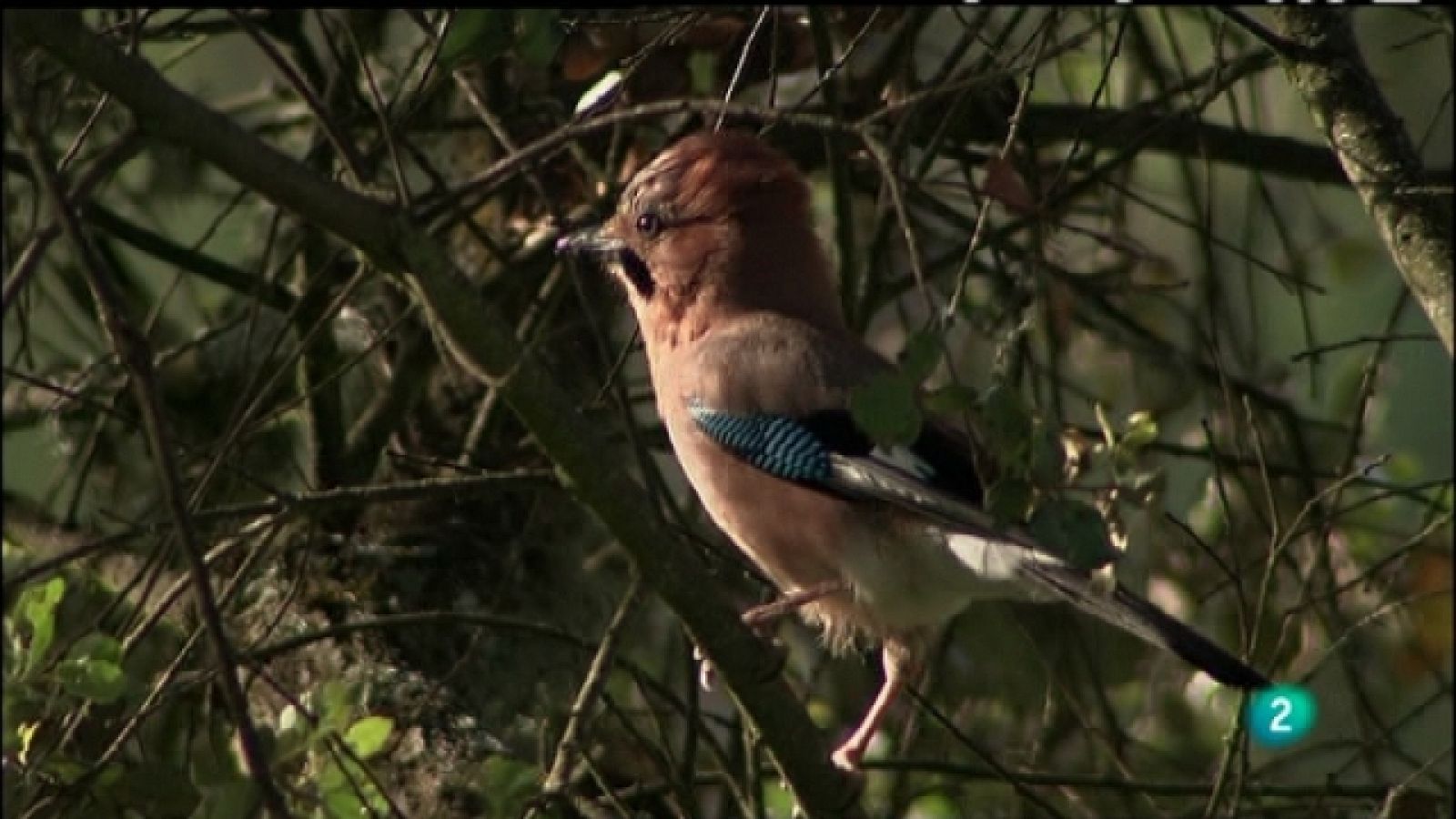 Biodiario - 13/05/11 - Ver ahora