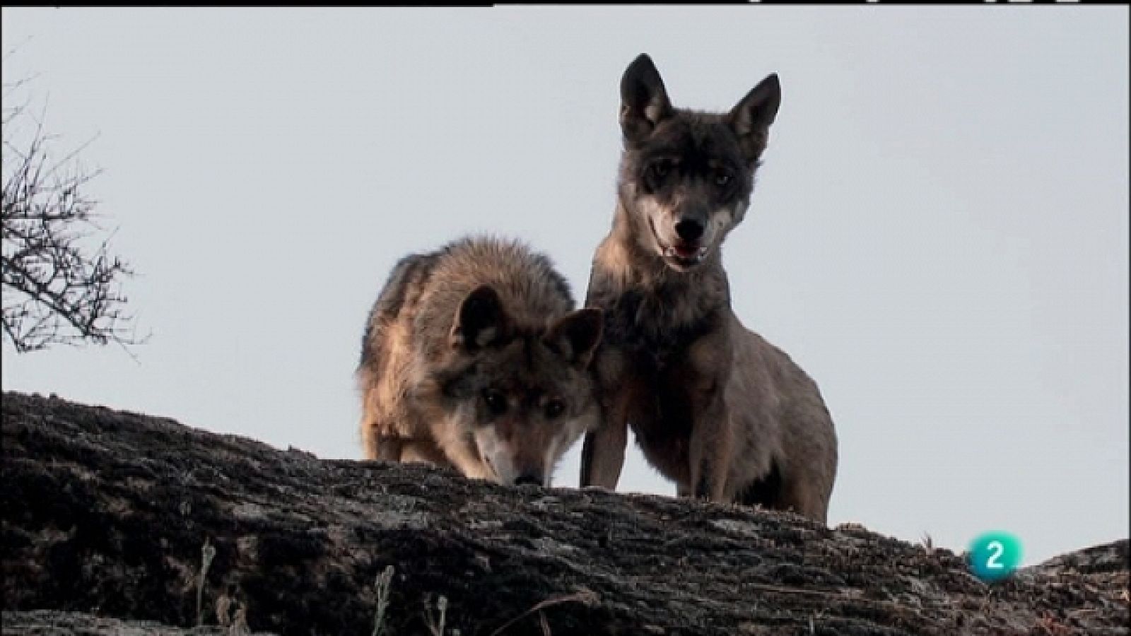 Biodiario - 15/05/11 - Ver ahora