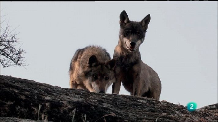 Biodiario - Biodiario - 15/05/11