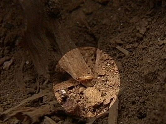 España Directo - Termitas voraces