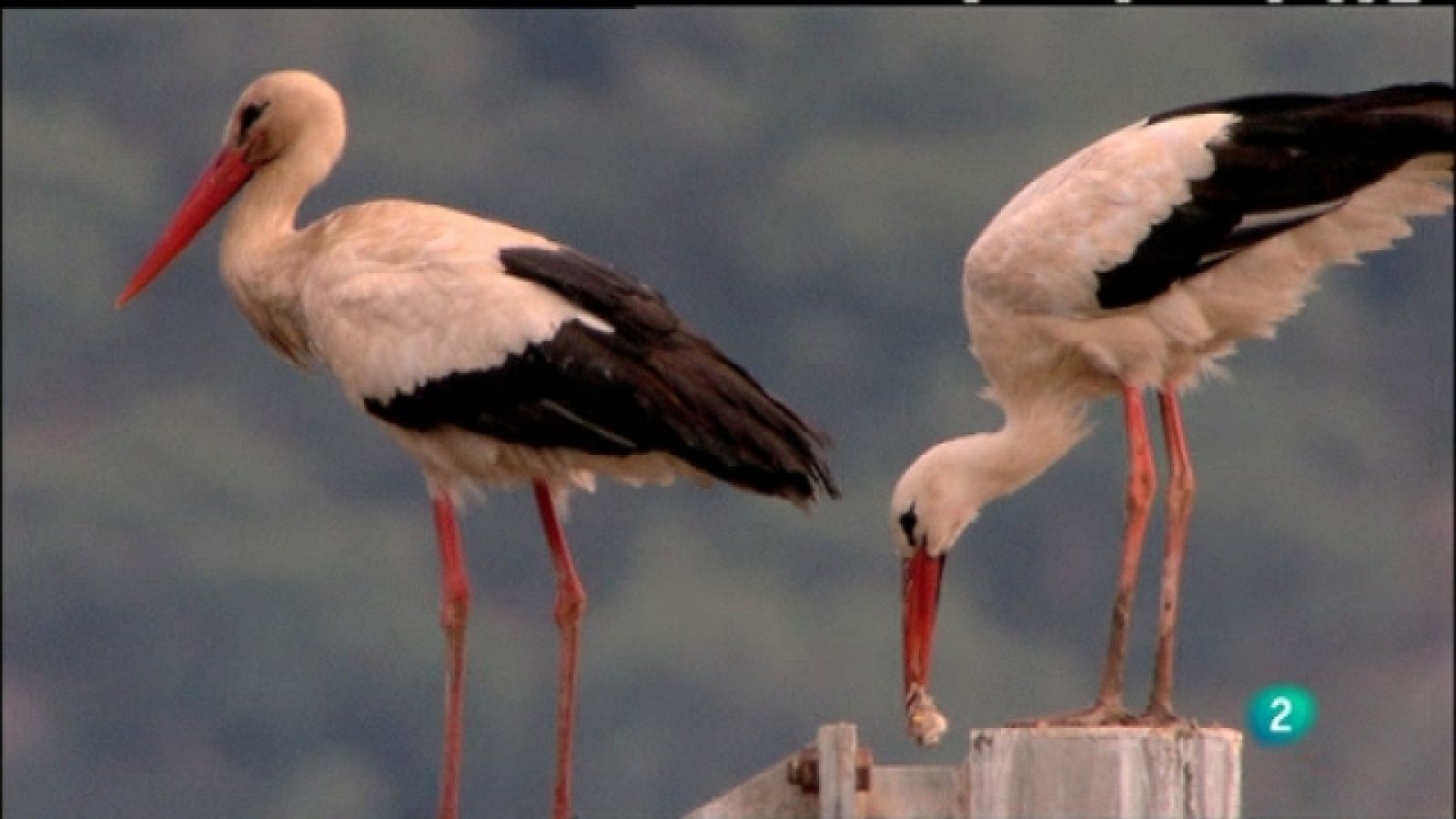 Biodiario - 16/05/11 - Ver ahora