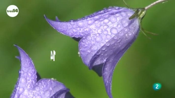 tres14 - ¿Las flores están menos perfumadas?