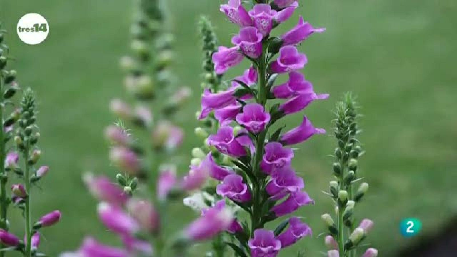 tres14 - curiosidades científicas - ¿Cuándo florece una flor?