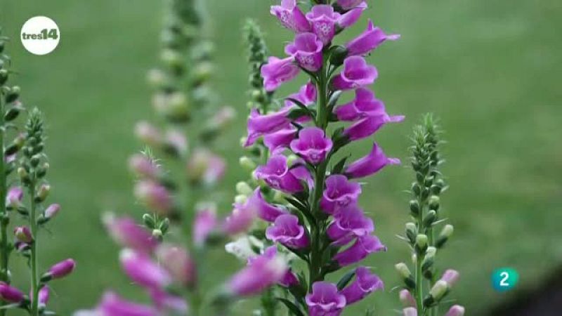 tres14 - curiosidades científicas - ¿Cuándo florece una flor?