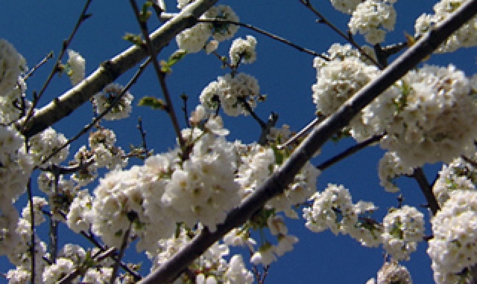 El escarabajo verde -  Detrás de la postal del Jerte - avance