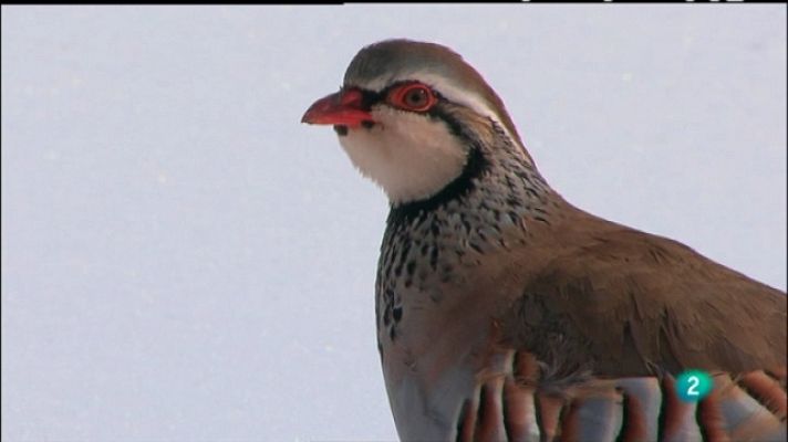 Biodiario - Biodiario - 20/05/11