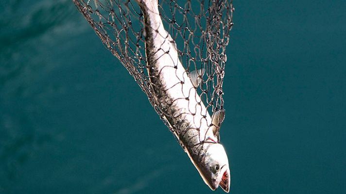 Telediario 1 - Lucha contra la pesca ilegal