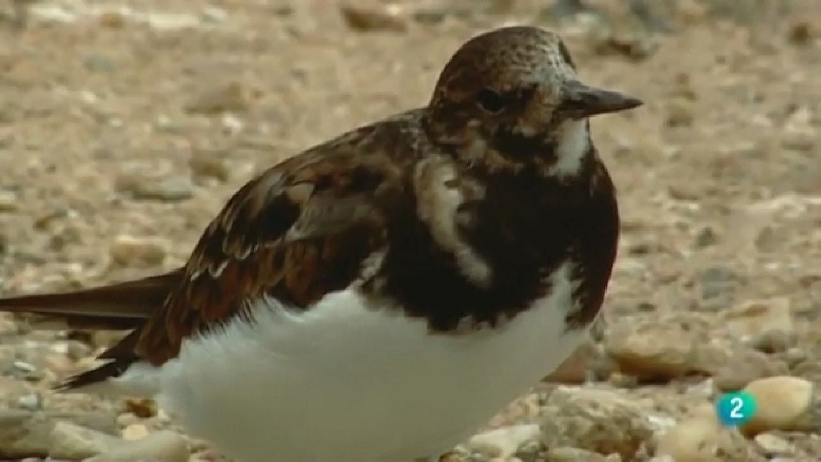 Biodiario - 21/05/11 - Ver ahora