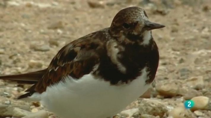 Biodiario - Biodiario - 21/05/11