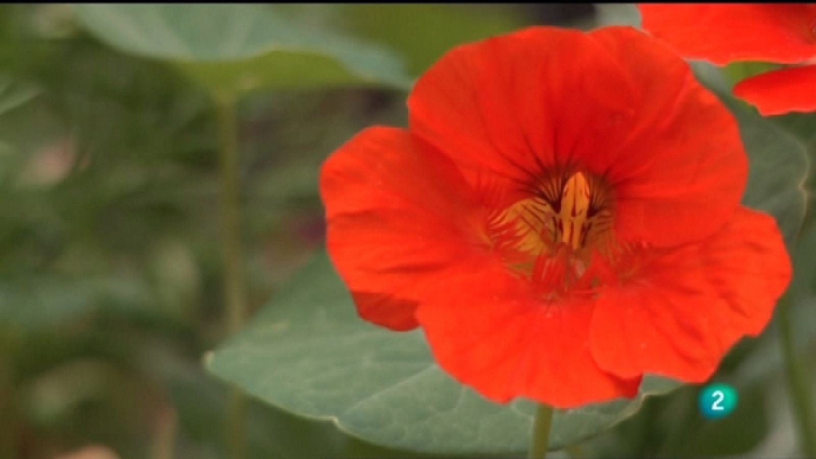 Naturalmente - El cultivo natural de la tierra - Ver ahora