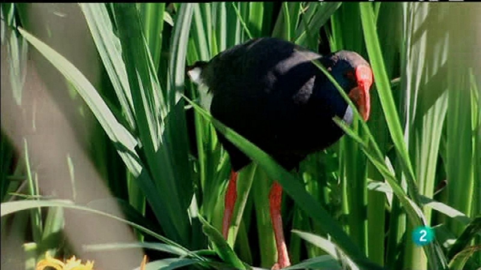 Biodiario - 22/05/11 - Ver ahora