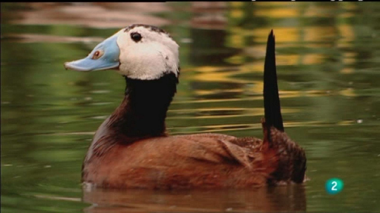 Biodiario - 23/05/11 - Ver ahora