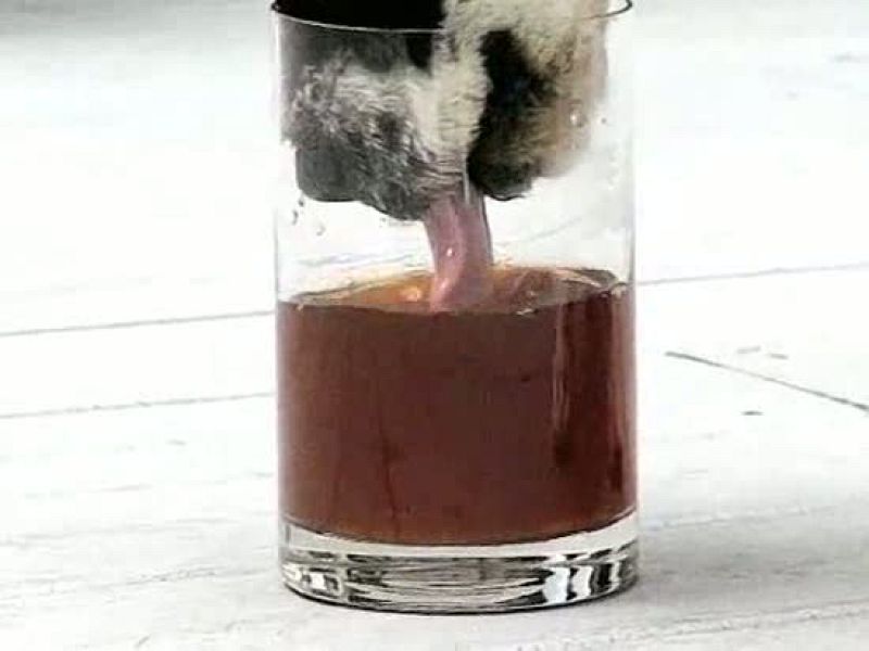 Perros y gatos beben del mismo modo