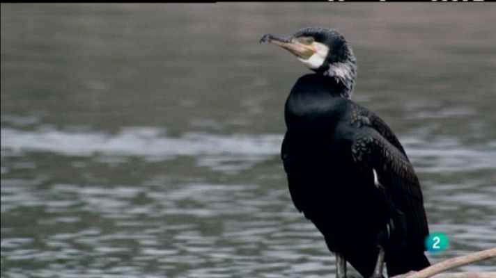 Biodiario - Biodiario - 25/05/11