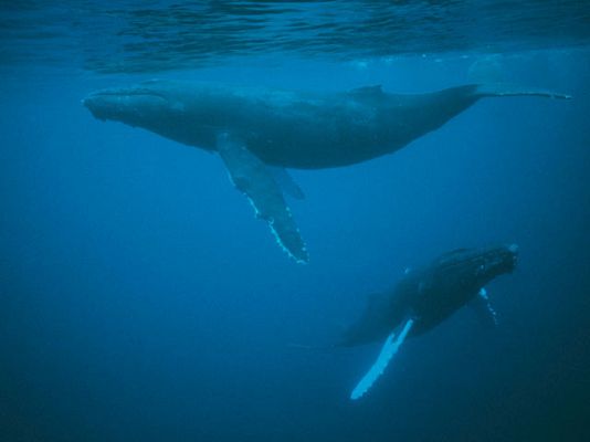 tres14 - ¿Cuál es el animal con mejor oído?