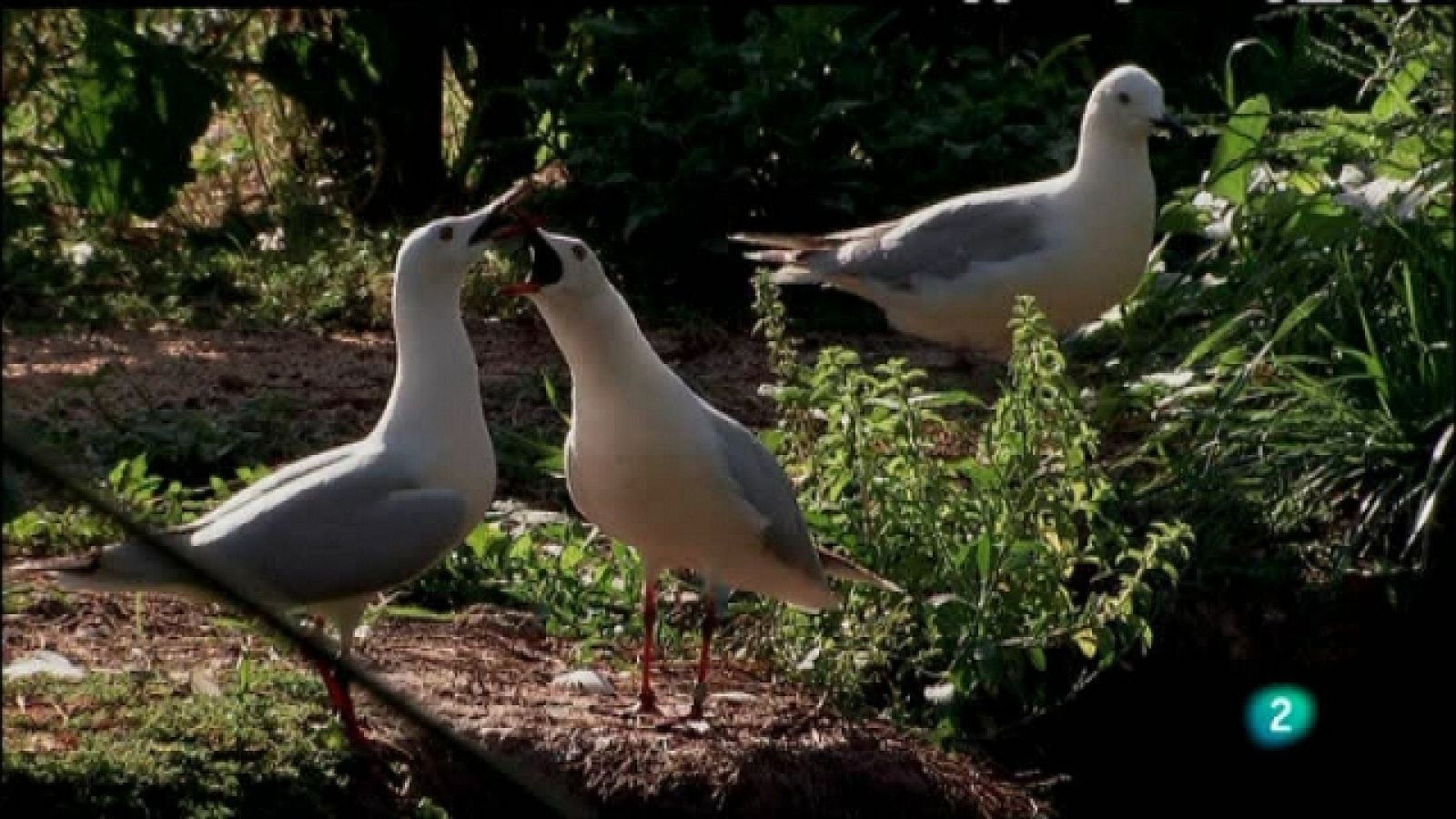 Biodiario - 26/05/11 - Ver ahora