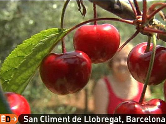 España Directo - Ladrones de cerezas