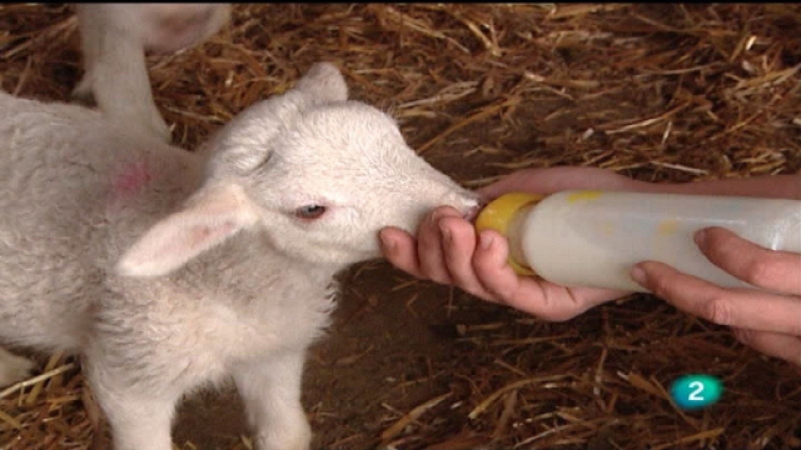 Agrosfera - 28/05/11 - Ver ahora