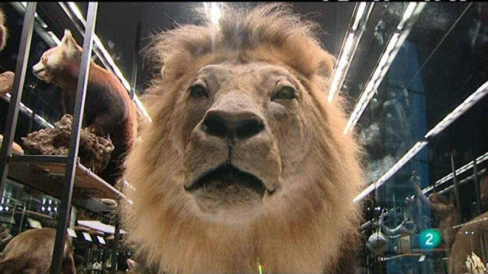 Miradas 2 -  natural,1 - 28/05/11