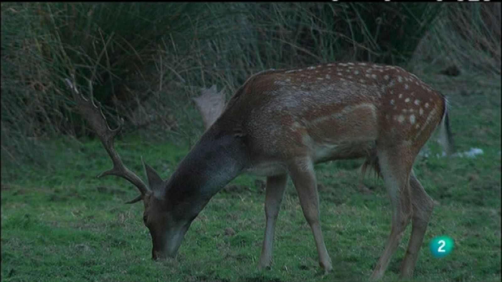 Biodiario - 29/05/11 - Ver ahora