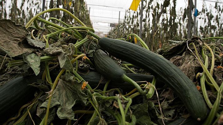 Telediario 1 - Pepinos españoles