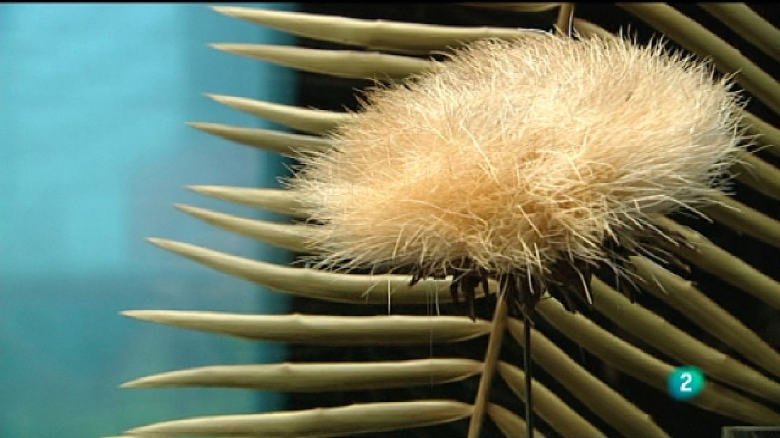 La aventura del saber - 30/05/11 - Ver ahora