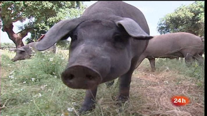 España en 24h - España en 24 horas - 30/05/11