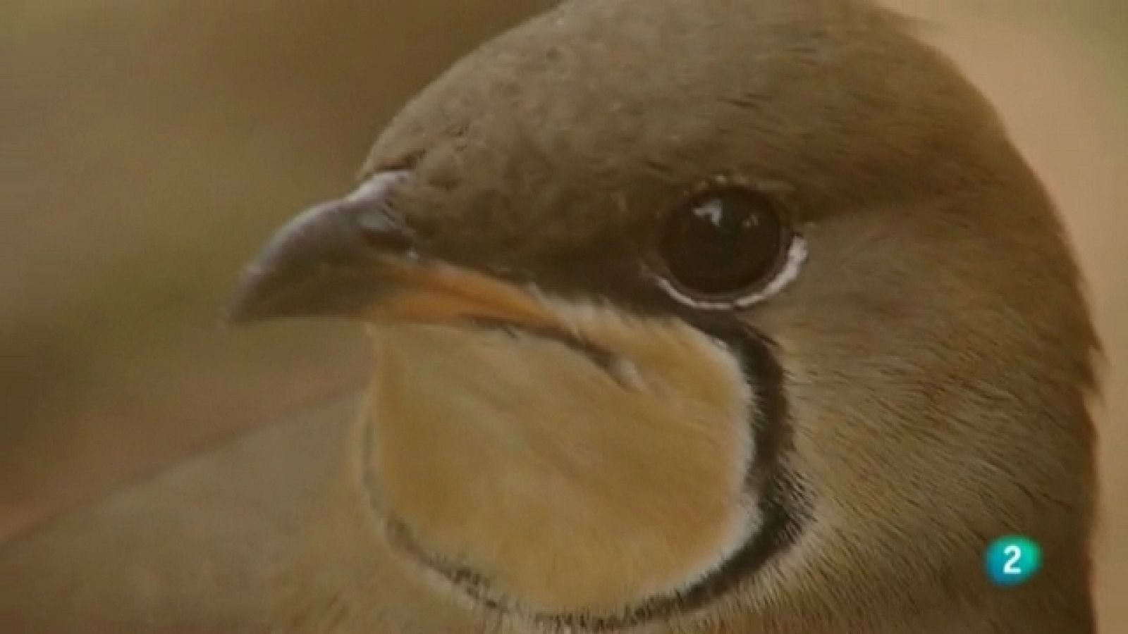 Biodiario - 31/05/11 - Ver ahora