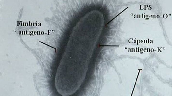 Telediario 1 - Laboratorio de la E. coli