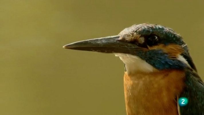 Biodiario - Biodiario - 01/06/11